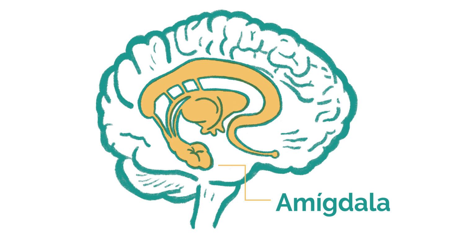 amigdala-1536x786